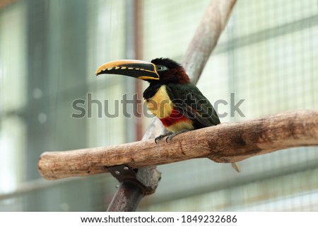 The beauty of the bird Chestnut-eared aracari, or Chestnut-eared araçari (Pteroglossus castanotis) perching on top of the wooden stick.