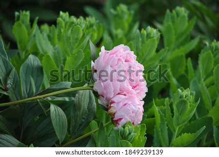 the beautiful peony flower blossomed