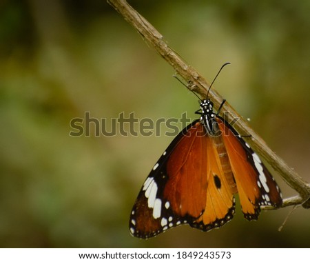 Picture of beautiful plain tiger ( danaus chrysippus) Butterfly.