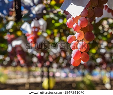 Koshu (grape) vineyard in Yamanashi Prefecture, Japan. Royalty-Free Stock Photo #1849261090