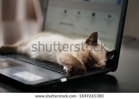Cat sleeps on keyboard pc computer. Shallow DOF Royalty-Free Stock Photo #1849265380