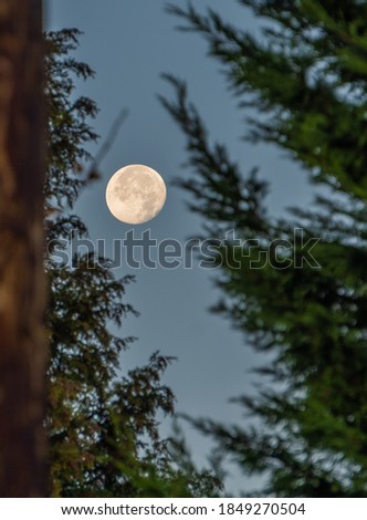 Full moon peeking through the trees on a cold morning