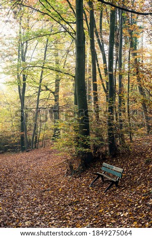 Closeup of wooden bench in the autumnal forest