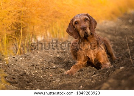 Vizsla Wirehaired autum wire haired Royalty-Free Stock Photo #1849283920