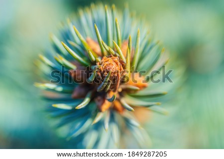 Natural branch Christmas blue spruce tree with needles growing in Xmas forest. Macro photography, extreme close-up soft, airy view of Colorado spruce. Selective soft focus on foreground, blurry bokeh.