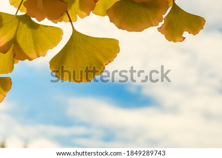 Golden leaves of ginkgo and sky in Tokyo in Autumn3-1