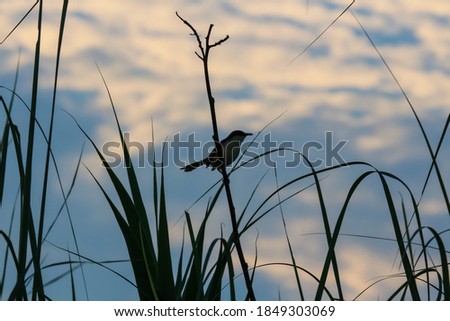 Silhouette of a bird sitting on the weeds with a cloudy sky background