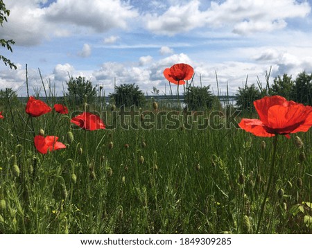 beautiful field of red wildflowers