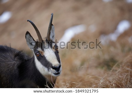Portrait of Tatra chamois (Rupicapra Rupicapra Tatrica) in the mountains with blurred background, wild mammal, nature photography. The high Tatras.