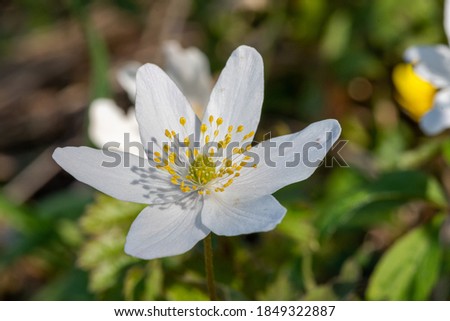 Close up of a wood anemone (anemone nemorosa) flower in bloom