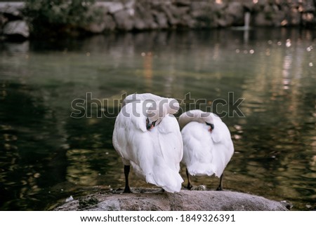 A white swan sits on a stone near a lake, water is in the background, the picture is not bright and not saturated with colors

