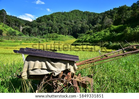 Mountain scenery pictures of yellow rice fields In misty mornings, seletive focus