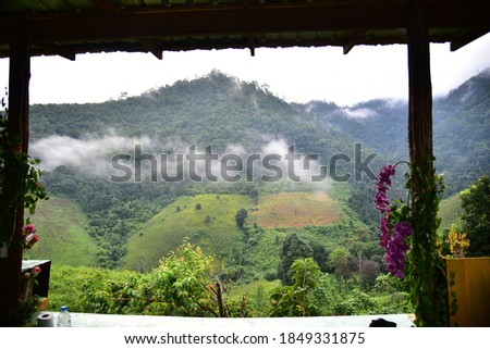 Mountain scenery pictures of yellow rice fields In misty mornings, seletive focus