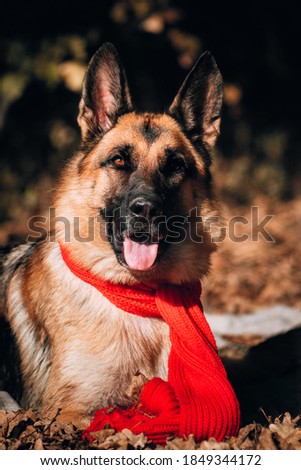 Beautiful picture of the dog for the calendar. Portrait of a black and red German shepherd in a red knitted scarf. Charming thoroughbred friendly dog. Shepherd dog on a background of Golden leaves.