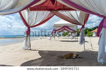 Poor estray dog sleeping in the sand in the leafy bower of a luxury pavilion at Bali beach Royalty-Free Stock Photo #1849345711