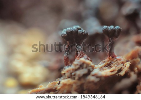 Macro photo of Hemitricha - genus of slime molds - perfect macro details Royalty-Free Stock Photo #1849346164