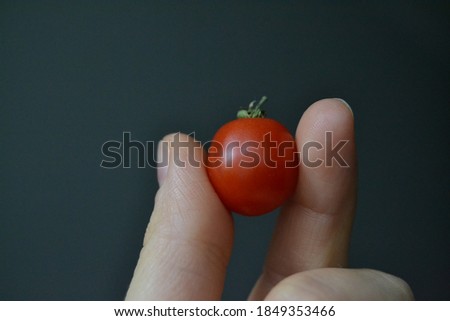 One small cherry tomato. Organic delicious vegan food. Holding tomato in my fingers. 