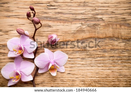 Pink orchid on a wooden background.