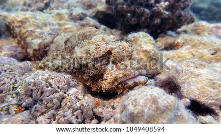 Scorpionfish. Fish - type bone fish Osteichthyes. Scorpaenidae, Flathead scorpenopsis.