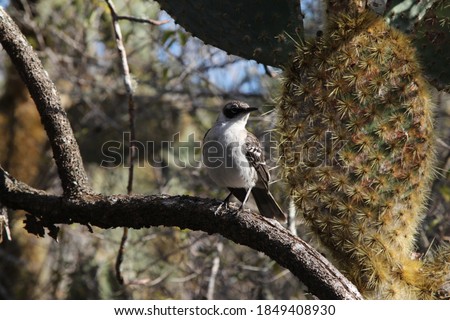 gray bird - mockingbird - on a background of old prickled pear 
