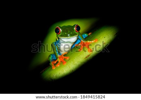 Red-eyed Tree Frog - Agalychnis callidryas arboreal hylid native to Neotropical rainforests from Mexico, Central America to Colombia, frog on the leaf in the night, dark black background.