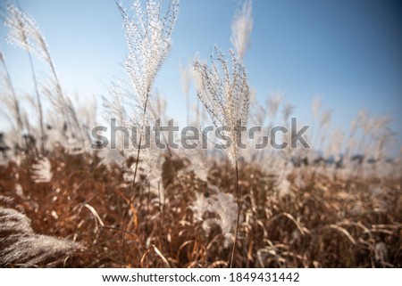 silver grass flower sway in the wind with blue sky background.