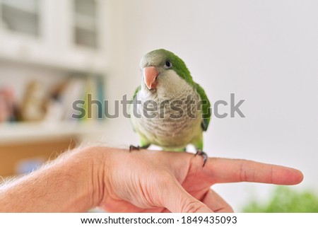 Young green parrot chick quaker on a man's hand at home.