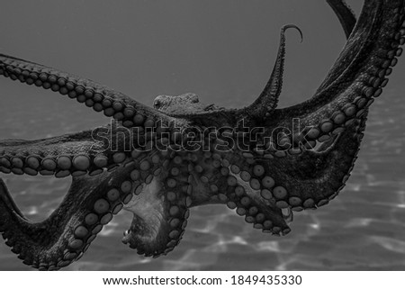 underwater pictures, octopus, from italian sea