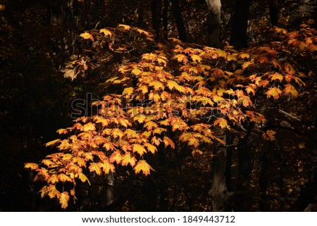 Beautiful fall foliage in a park 