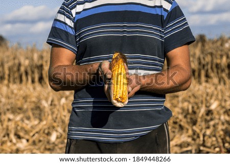 Farmer agronomist holding the cob of corn. Ripe maize ready for harvest. Farmer holding corn in field during harvesting. 