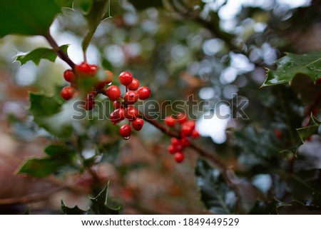 Mistletoe bush, leaves and red berries. Christmas plant