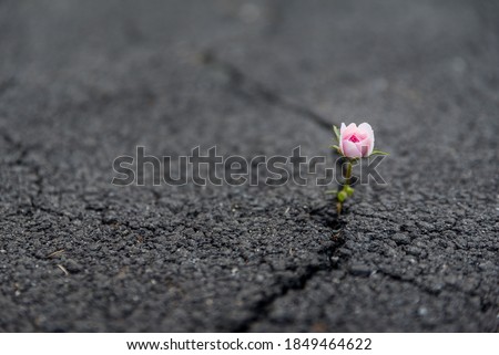 Strong and beautiful flower growing resiliently out of crack in dark asphalt Royalty-Free Stock Photo #1849464622