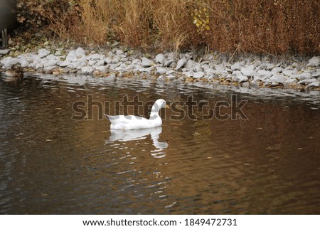White Swan Duck Swimming In Water