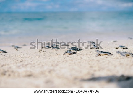 A closeup shot of small sea turtles on the beach