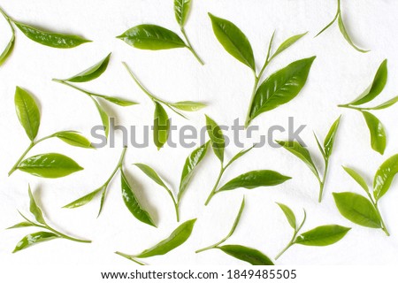 photo background with tea leaves. green tea leaf isolated on white background. Collage of leaves. flying green tea leaves isolated on white background. Food levitation concept, high resolution.