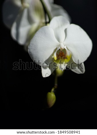 White moth orchid isolated on black background
