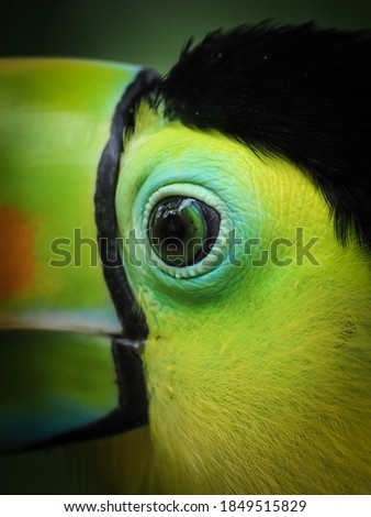 keel billed toucan close up , Costa Rica.