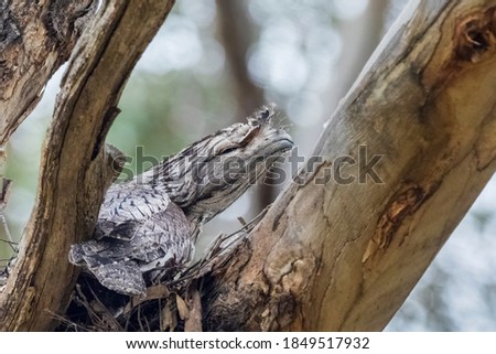 A big-headed stocky Australian native bird known as a Tawny Frogmouth (Podargus strigoides) seated on a nest made of of twigs.