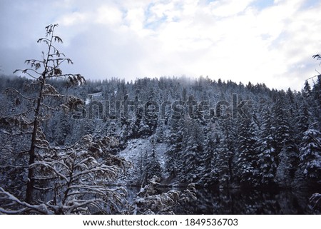 Dark water lake surrounded by snowy evergreens in winter