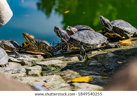 Freshwater red-eared turtle or yellow-bellied turtle. An amphibious animal with a hard protective shell swims in a pond and basks on land in sunlight among rocks Royalty-Free Stock Photo #1849540255
