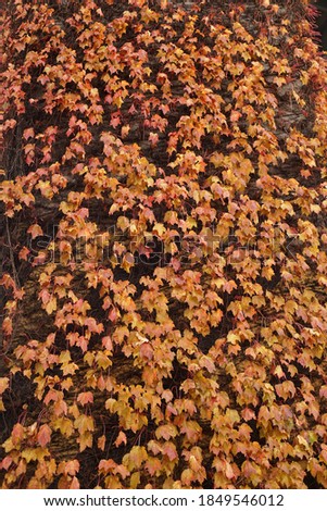 North American fall foliage collection