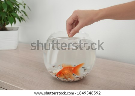 Woman feeding beautiful goldfish at wooden table indoors, closeup