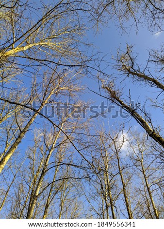 dry tree branches on a background of blue sky in autumn in a daytime bottom up view