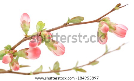 Pink flowers of Chaenomeles japonica