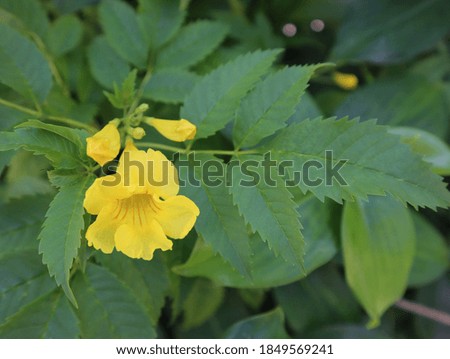 Bright yellow flowers blooming in the garden