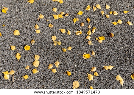 Texture of gray asphalt with orange and yellow leaves is in the park in autumn