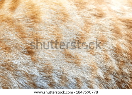 Close up image of cat fur, orange color.