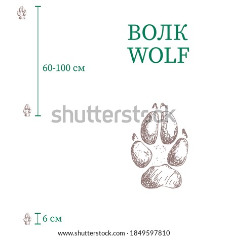 wolf footprints. size of wolf footprints. vector image of animal paws. 
traces of animals.  A track of animal footprints for clothes, backgrounds, children’s products, postcards, prints, fabrics,  web