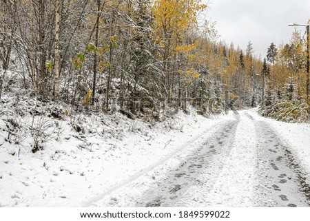 Autumn forest with yellow leaves in the snow trees and road concept, forgiving autumn, hello winter, christmas, new year