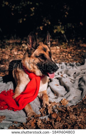 Charming curious thoroughbred dog at an autumn photo shoot. Beautiful picture of the dog for calendar. A German shepherd with a red scarf lies on a gray blanket in a yellow autumn forest and poses.